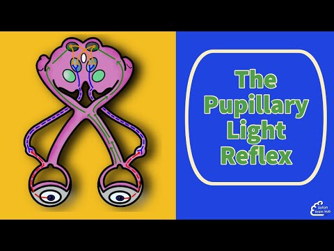 The Pupillary Light Reflex