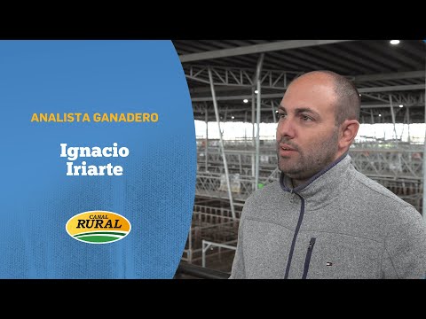 Cañuelas Livestock Market: lower intake due to rains and firmness in the cow