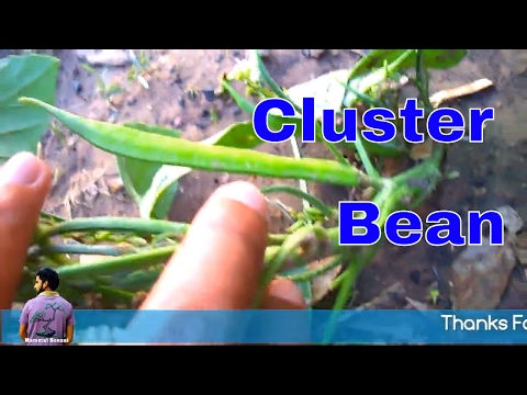 How to grow organic cluster beans