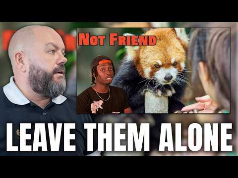 The Red Panda Problem Not Being Talked About Enough REACTION | OFFICE BLOKES REACT!!