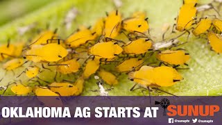 Sugarcane aphids & armyworm pressure (9/1/18)