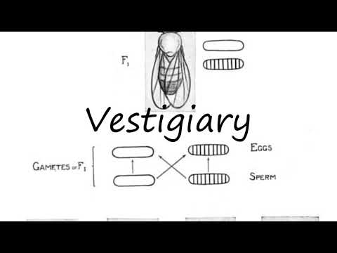 How to Pronounce Vestigiary?