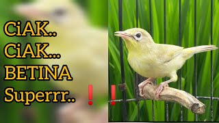 Download lagu CIAK BETINA KECIAL KUNING SUPER AMPUH ATUR BIRAHI... ❗❗ mp3