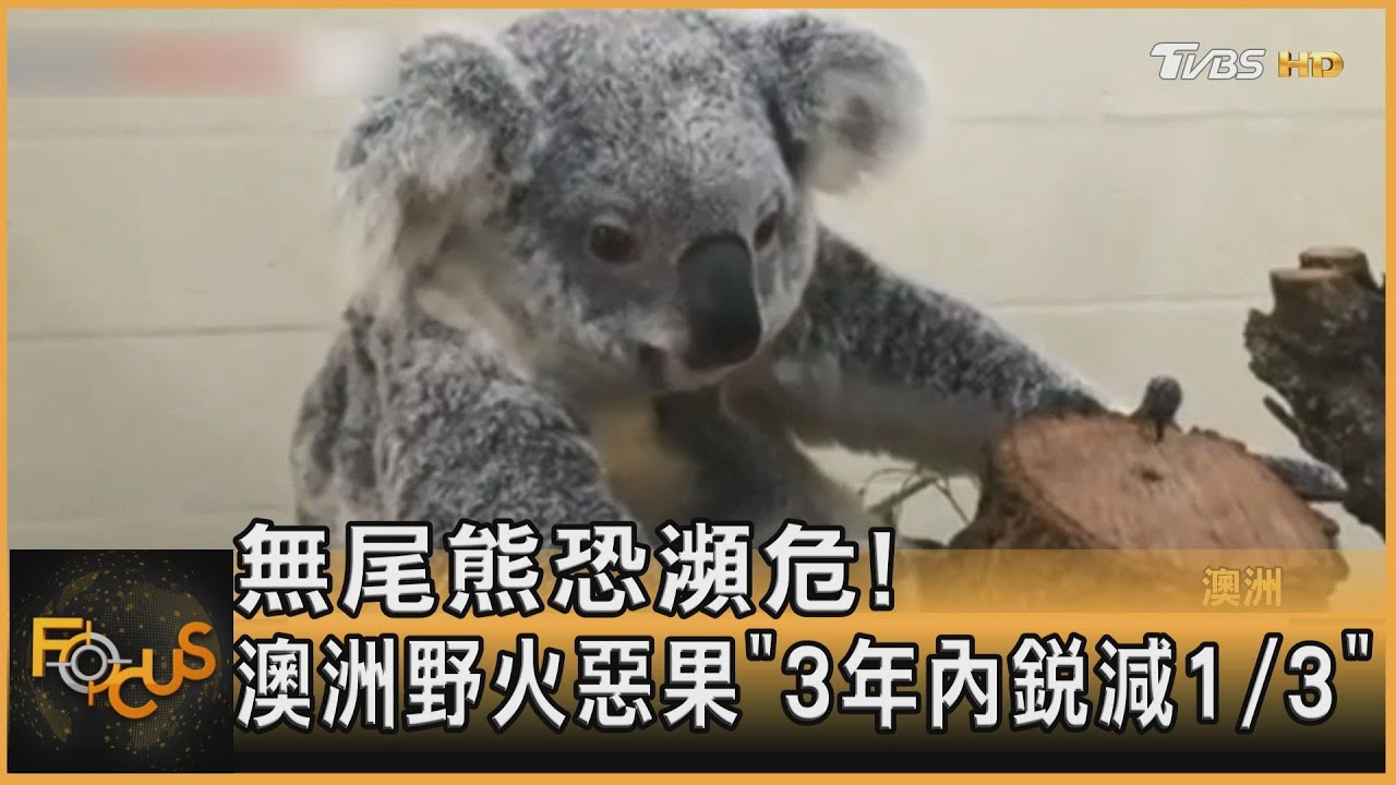 無尾熊恐瀕危! 澳洲野火惡果 3年內銳減1/3