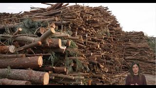 “Biomassa: uma fonte de energia sustentável?” | Participação do Centro PINUS no Biosfera