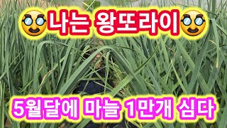 5월달에 마늘 1만개심은 나는 왕또라이~7일후 결과확인