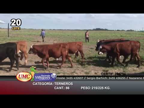 Lote 86 Terneros en Basail, Chaco