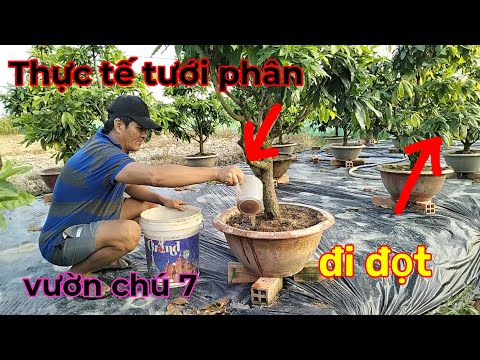 Thực tế tưới phân vườn mai chú 7,dưỡng rễ +NPk.đi đọt mạnh tháng 3al
