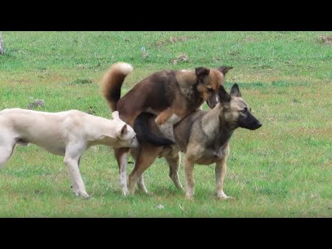 Finally Shortest Rural Dogs Successfully Meeting In Summer Season #39