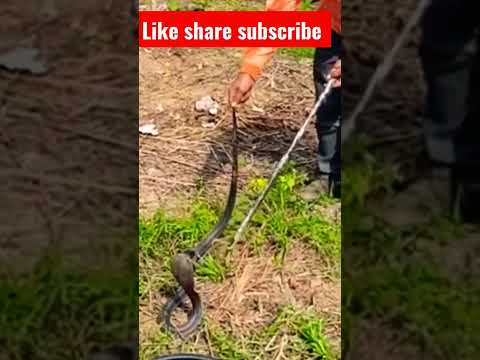 snake Rescue Khatu Shyam Ji. #ganesh_ji#10Kliking #instagood #tagblender #tagblender #snakevido