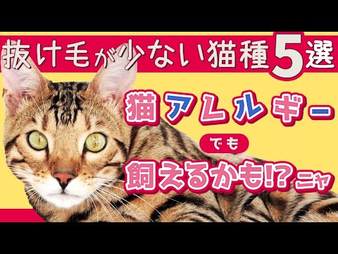 抜け毛が少ない猫の品種