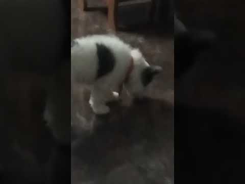 dog###₹%#@#₹&😪🐶🍌🍌