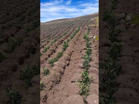Heladas matan campo de papa en Ambo - Huanuco