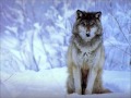 Я Одинокий Волк 