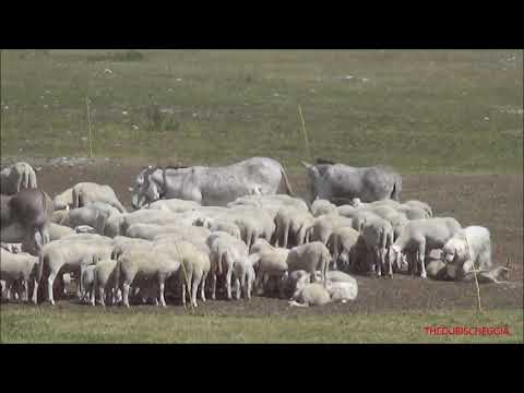 CAPRE, PECORE E ASINELLI A RIPOSO NELLA VALLE STURA DI DEMONTE. (CN) LUN. 13 - 6 - 2022.