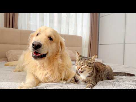 YouTube 썸네일