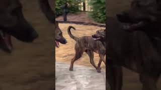 Video preview image #1 German Shepherd Dog-Unknown Mix Puppy For Sale in Holly Springs, NC, USA