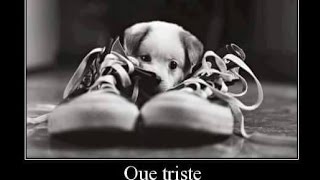 cover sweet child o mine (capolinea 24)