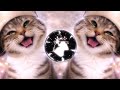 MONTAGEM MIAU FUNK Over Slowed Reverb Trending Meow Funk Phonk Funk Meowfunk