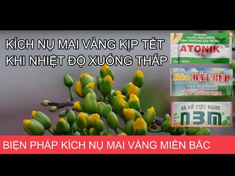 🔴 QBS2101 - Measures to stimulate yellow apricot buds when the temperature in the North is low ||...