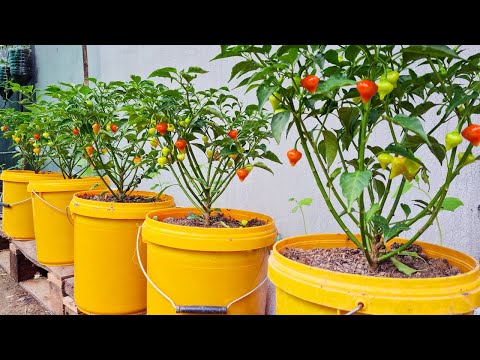 Let s grow bitter melon for your family this way it s very fruity and easy to make