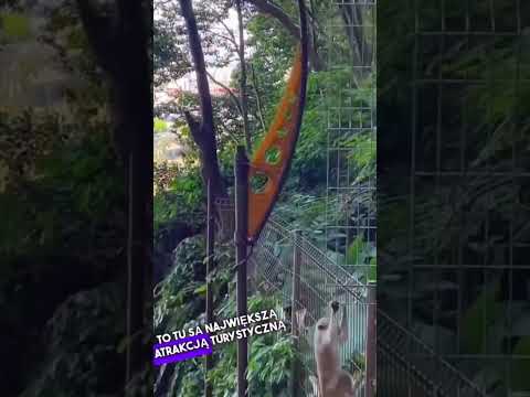 Małpa ceaniak #Malezja