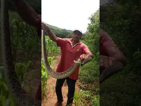 Homem segura cascavel e alerta especialistas: por que nunca se deve manusear esse tipo de cobra