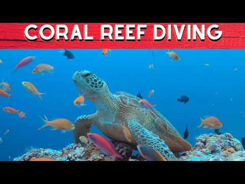 7 Most Amazing Coral Reef Diving Sites In The Philippines