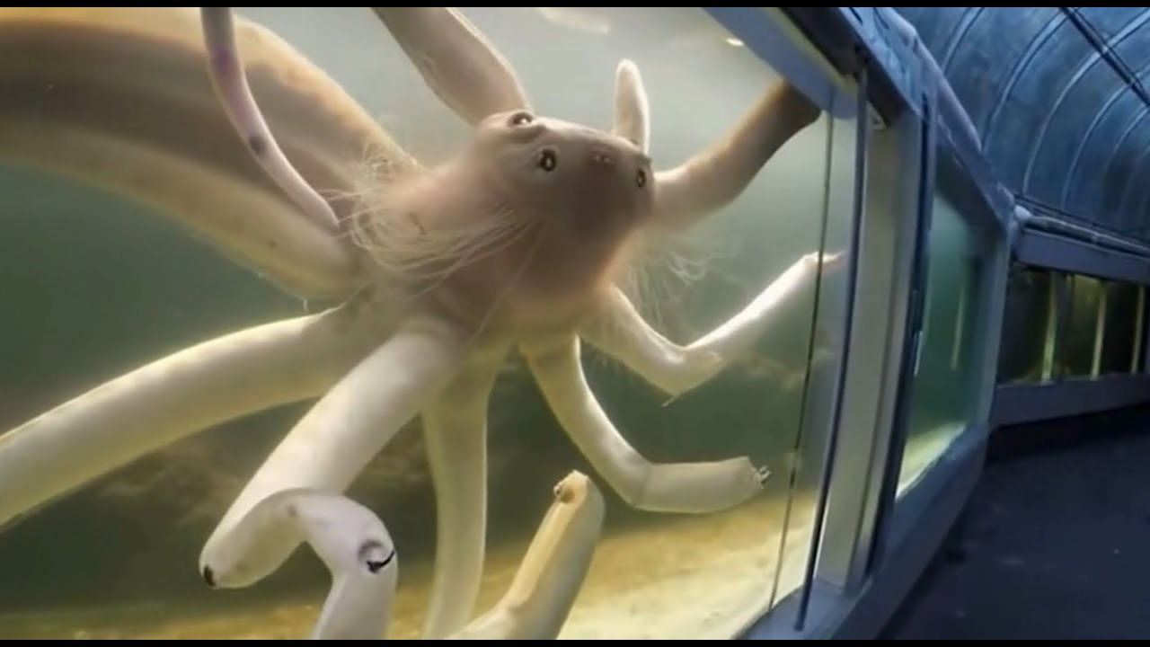 I visited Japan's scariest aquarium, the Deep Sea Horror Park.