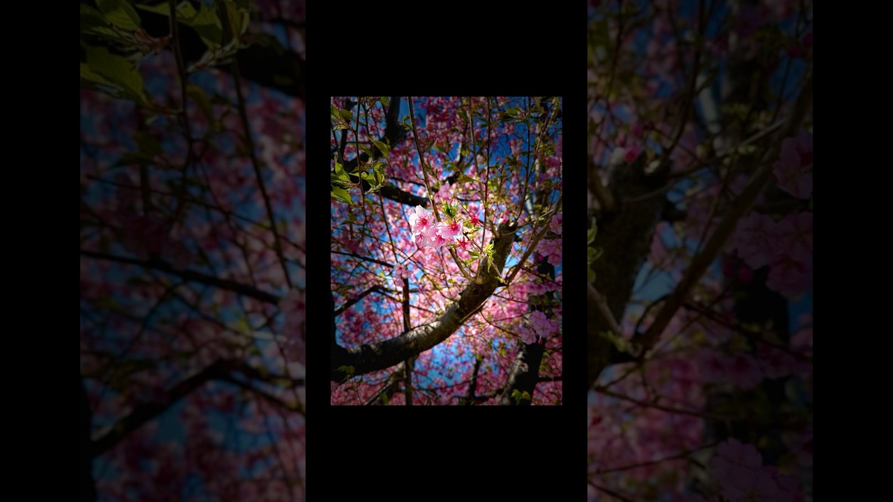 【撮影:Kazuma】さくらをiPhoneで撮影しました！#撮影方法 #桜の撮り方 #桜 #スマホカメラ #iphone撮影