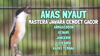 Download lagu MASTERAN SUARA BURUNG CENDET BONGKAR MATERI KENARI LOVEBIRD KAPAS TEMBAK ARMAGEDDON JANGKRIK mp3