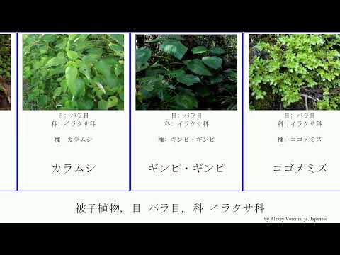 インドイラクサ 植物