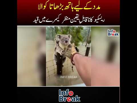 مدد کے لیے ہاتھ بڑھاتا کوالا، ریسکیو کا ناقابلِ یقین منظر کیمرے میں قید