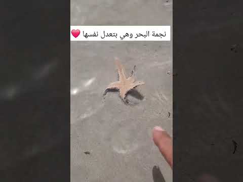 نجمة البحر الجميله