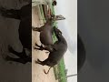 Murrah Breed Buffalo Mating