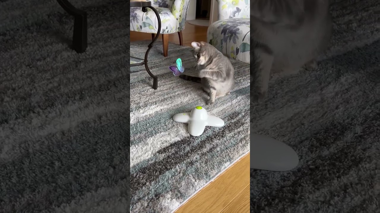 Enlarge Beautiful Winnie May, a Adoptable Domestic Short Hair in Groveland, MA video 4/6