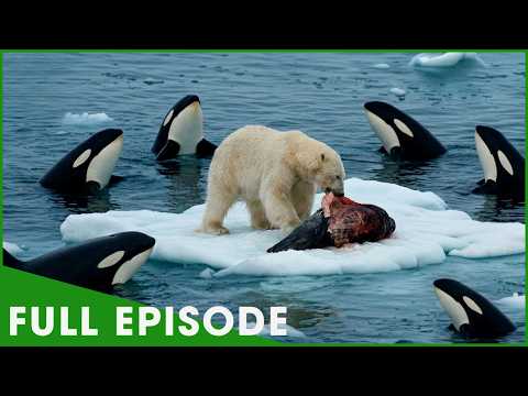 LORDS OF THE ARCTIC - Polar Bears Endure the Frozen Wild (Full Episode) | Nature Animal Documentary