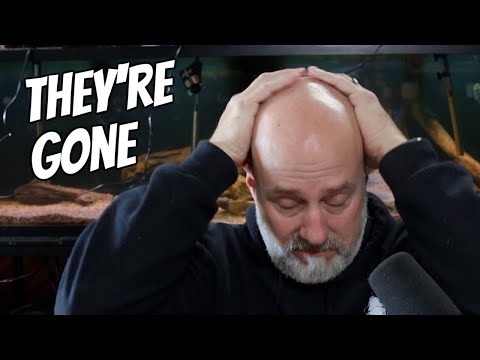 I Lost My Favorite Fish in a Winter Storm, Mother Nature Won