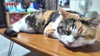 三毛猫フミちゃん  LIVE配信 #2   2026年9月9日　calico cat　(LIVE stream)