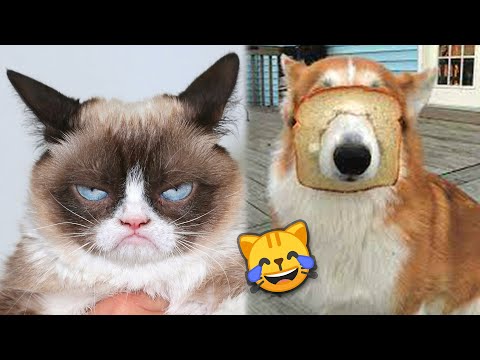 Funny Dogs and Cats Reaction 🤣 | TikTok Compilation | JoysPets