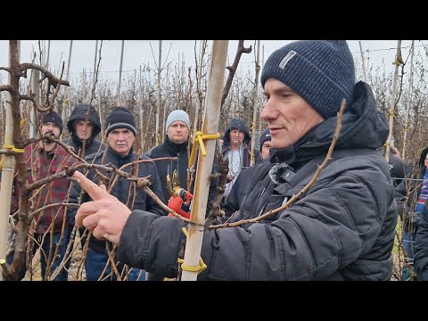 Zimowe cięcie grusz – Marcin Piesiewicz, Sandomierz 2024