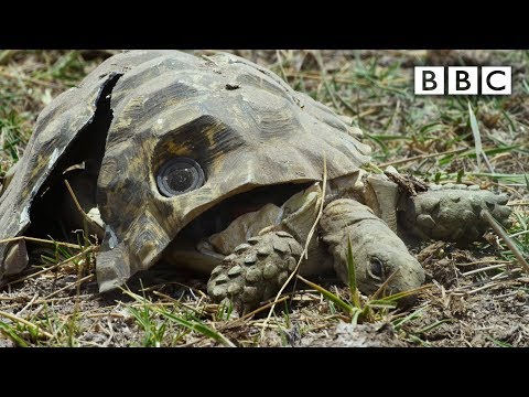 Rozšláputý želví špión natáčí dál