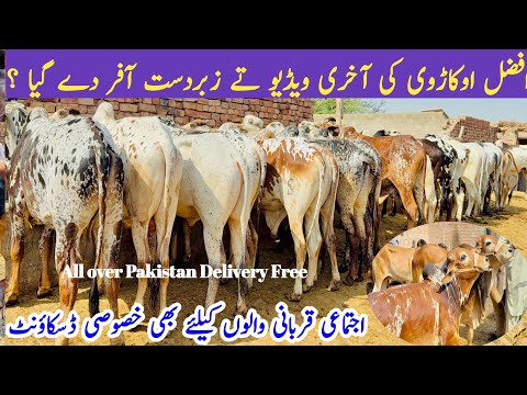 Special Biggest offers!Bachra Farming Business Plan Pakistan