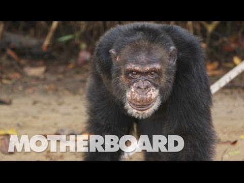 The Real Planet of the Apes (Documentary)
