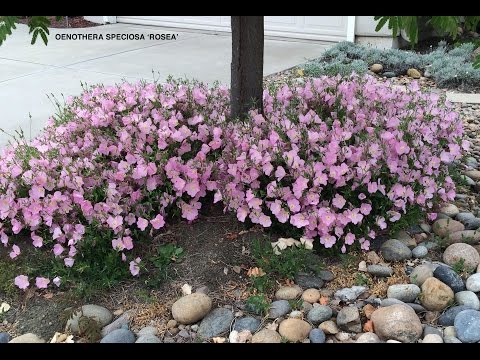 image-How often does evening primrose bloom?