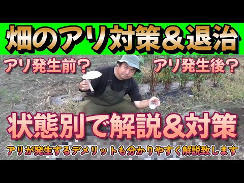 アリを苗木から遠ざけるにはどうすればよいですか？彼らが自然に撃退するための、彼らが最も嫌がる5つの製品をご紹介します。  庭園