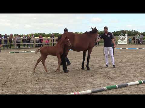 Holsteiner Fohlenschau Föhr 2022 | SF | Clarimo x Cartani x Lavall | St. 8790 | A. Januschat