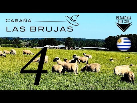 Cabañas LAS BRUJAS ( 4 )
