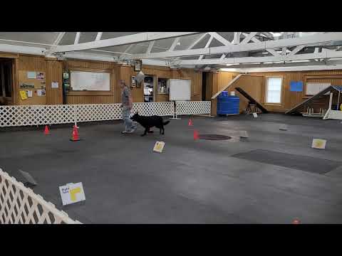 AKC Virt Beg Nov #5 Zena and Sharyn