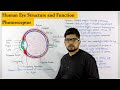 Structure of Human Eye | Photoreceptor | Biology lecture